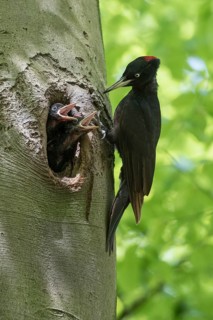 Black Woodpecker (Dryocopus martius) female at nest hole with chicks, North Rhine-Westphalia,