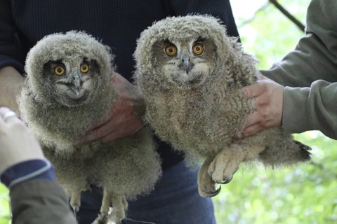 Eurasian Eagle-Owl (Bubo bubo) ringing juvenile, Baden-Wuerttemberg, Germany