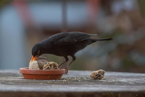 Male blackbird (Turdus) at the feeding place, Bavaria, Germany