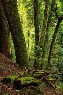 Forest and trees in the Wolfsschlucht (Wolf Gorge) in the Odenwald. Zwingenberg, Neckar-Odenwald
