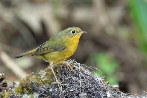 Golden Bush Robin (Tarsiger chrysaeus) female, Thailand