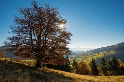 Autumn-colored forest, Wiesental, Black Forest, Baden-Württemberg, Germany