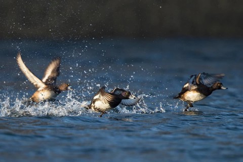 Tufted Duck (Aythya fuligula) group taking flight, Baden-Wuerttemberg, Germany
