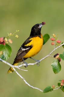 Baltimore Oriole (Icterus galbula) male, Texas, USA