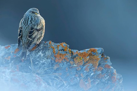 Alpenbraunelle, Alpine Accentor, Prunella collaris, Accenteur alpin, Acentor Alpino