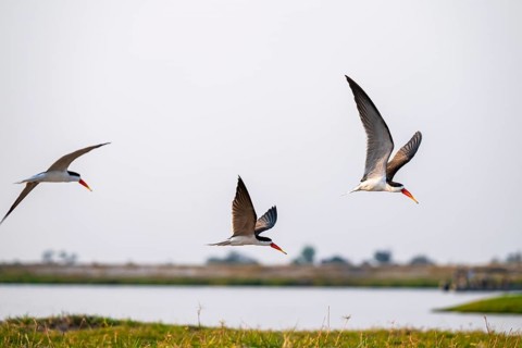 African Skimmer (Rynchops flavirostris), African Skimmer in flight, Ihaha, Chobe National Park,