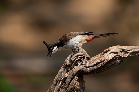 Red-whiskered Bulbul (Pycnonotus jocosus hainanensis), Yunnan, China