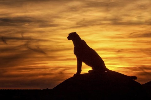 Cheetah (Acinonyx jubatus) captive, female in sunset, Castile-La Mancha, Spain