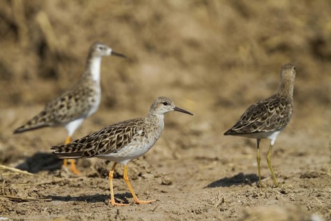 Ruff (Calidris pugnax), Cyprus