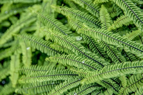 Small peacock wheel fern (Adiantum pedatum 'Imbricatum'),  Sweden