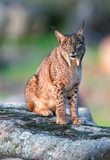 Lynx pardinus, portrait, morning sun, Andalusia Spain