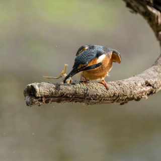 Kingfisher (Alcedo atthis) sitting on a branch, perch, beats captured prey frog (Rana) to death,