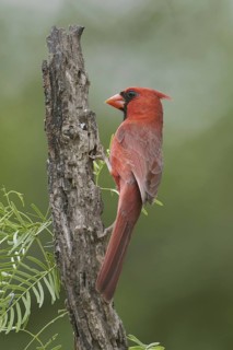 Northern Cardinal (Cardinalis cardinalis), Texas, USA