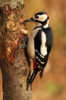 Great Spotted Woodpecker (Dendrocopos major) male, Lower Saxony, Germany
