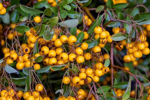 Mediterranean firethorn with yellow berries, Germany, Hamburg, plants, Mediterranean firethorn,