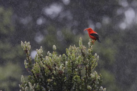 Photographed at Hakalau Forest NWR, Hawaii Island, Hawaii