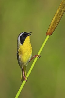 Common Yellowthroat (Geothlypis trichas) singing, Texas, USA