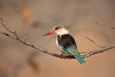 Brown-hooded Kingfisher (Halcyon albiventris), South Africa