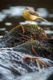 Grey Wagtail (Motacilla cinerea), over stone in waterfall, Arnoia river, Galicia, Spain
