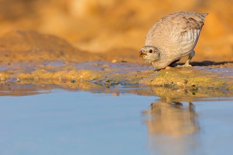 Arabian desert partridge, (Ammoperdix heyi), Arabian desert partridge, eastern sand grouse,