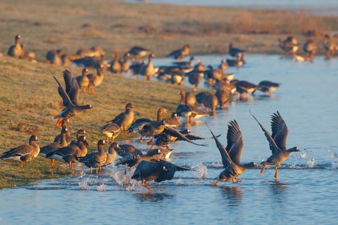 Greater White-fronted Goose (Anser albifrons), North Rhine-Westphalia, Germany