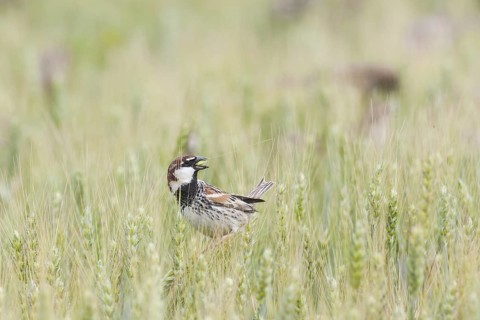 Spanish Sparrow - Weidensperling - Passer hispaniolensis ssp. transcaspicus, adult male, Turkey