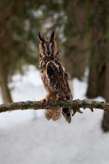 Long-eared owl (Asio otus), adult, perch, winter, snow, alert, Bohemian Forest, Czech Republic