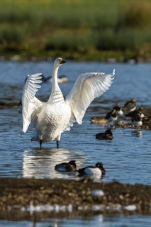 Tundra Swan, Bewick's Swan, Cygnus columbianus in flight at winter in Slimbridge, England, United