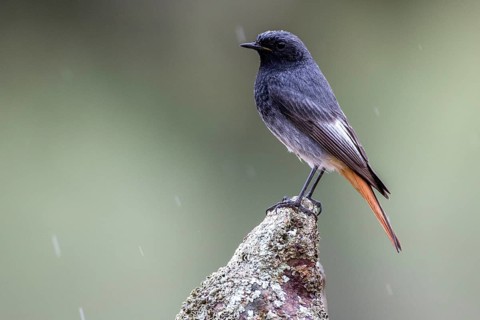 Black Redstart (Phoenicurus ochruros) male perched on a stump, Andalusia, Spain