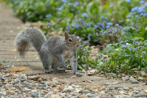 Grey squirrel (Sciurus carolinensis) adult animal walking on a garden path in spring, Suffolk,