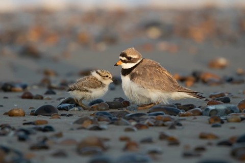 Ringed plover (Charadrius hiaticula) adult wading bird and juvenile baby chick on a beach, Suffolk,