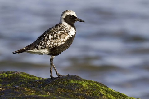 Grey Plover (Pluvialis squatarola), Asturias, Spain