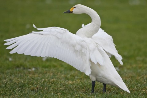 Tundra Swan (Cygnus columbianus bewickii), Netherlands