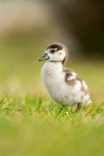 Egyptian goose (Alopochen aegyptiaca) cute chick on a meadow at the shore of a lake, Bavaria,