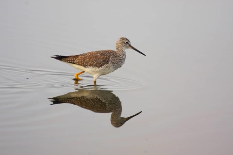 Greater yellowlegs (Tringa melanoleuca), Merritt Island, Florida, USA