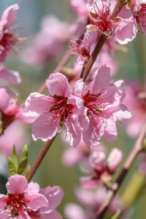 Nectarine (Prunus persica 'Flavortop'),  Germany