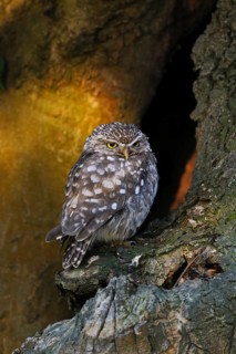 Little Owl (Athene noctua) perched on a tree trunk, North Rhine-Westphalia, Germany
