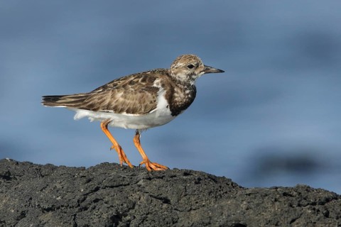 Ruddy Turnstone (Arenaria interpres), Victoria, Australia