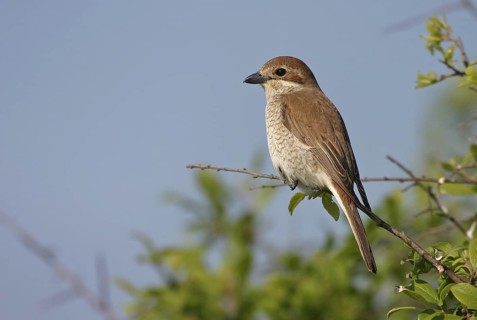 Red-backed Shrike (Lanius collurio) female, Bulgaria