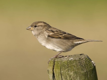House Sparrow (Passer domesticus) female, Utrecht, Netherlands