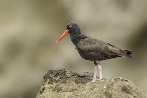 Black Oystercatcher (Haematopus bachmani), British Columbia, Canada