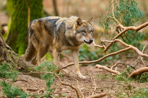 Wolf walking carefully through the forest, surrounded by branches and foliage, Wolf (Canis Lupus),