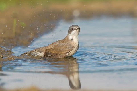 Lesser Whitethroat (Sylvia curruca) at waterhole, Aosta Valley, Italy