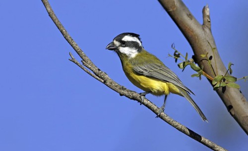 Crested Shriketit (Falcunculus frontatus) female, Victoria, Australia