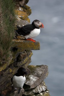 One Razorbill (Alca torda) standing on a coastal cliff in Latrabjarg, Iceland. A puffin in the