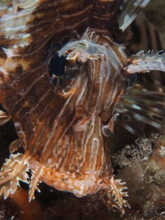 Common lionfish (Pterois volitans)