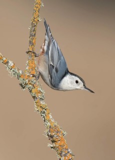 White-breasted Nuthatch (Sitta carolinensis) climbs down a branch, California, USA