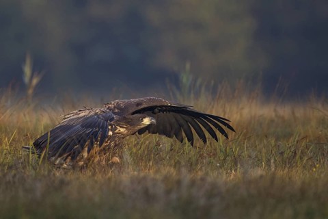 White-tailed Eagle (Haliaeetus albicilla) juvenile, Poland