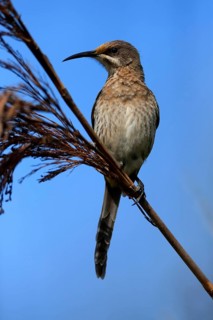 Cape Honeybird (Promerops cafer), adult, male, perch, Kirstenbosch Botanical Gardens, Cape Town,