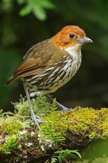 Chestnut-crowned Antpitta (Grallaria ruficapillas) perched on a branch in the Andes Mountains of